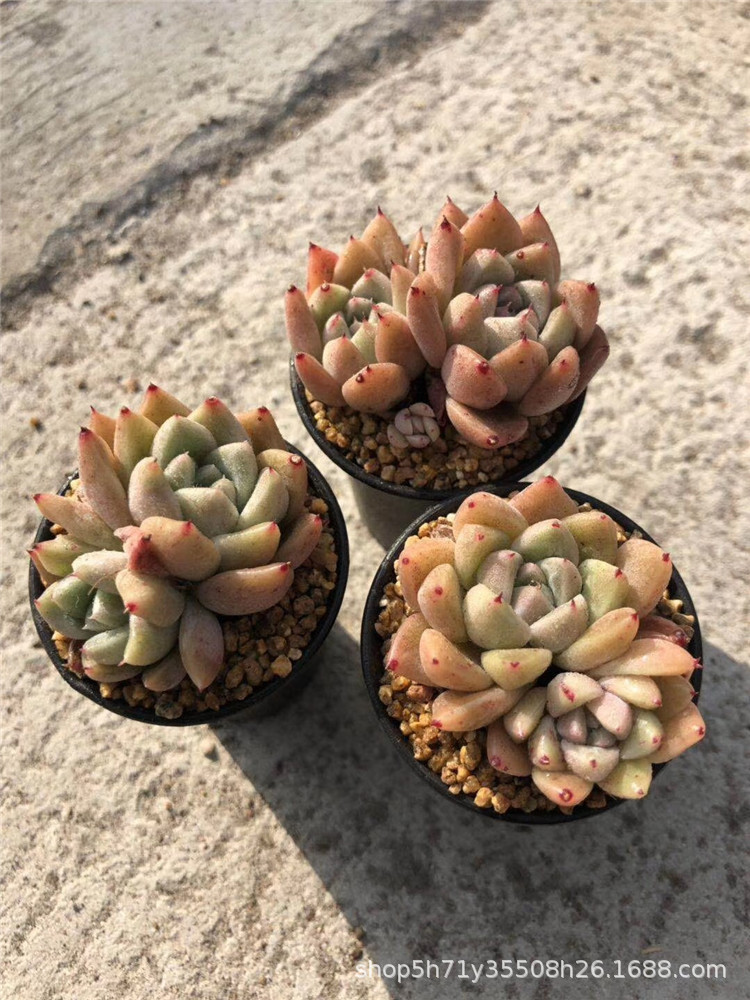 678精品大棚批发盆栽多肉植物 金色石英群盆5cm多肉群生品种限量
