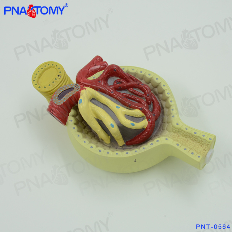 人体立体肾脏解剖模型肾与肾单位肾小球泌尿系统医用泌尿科男科
