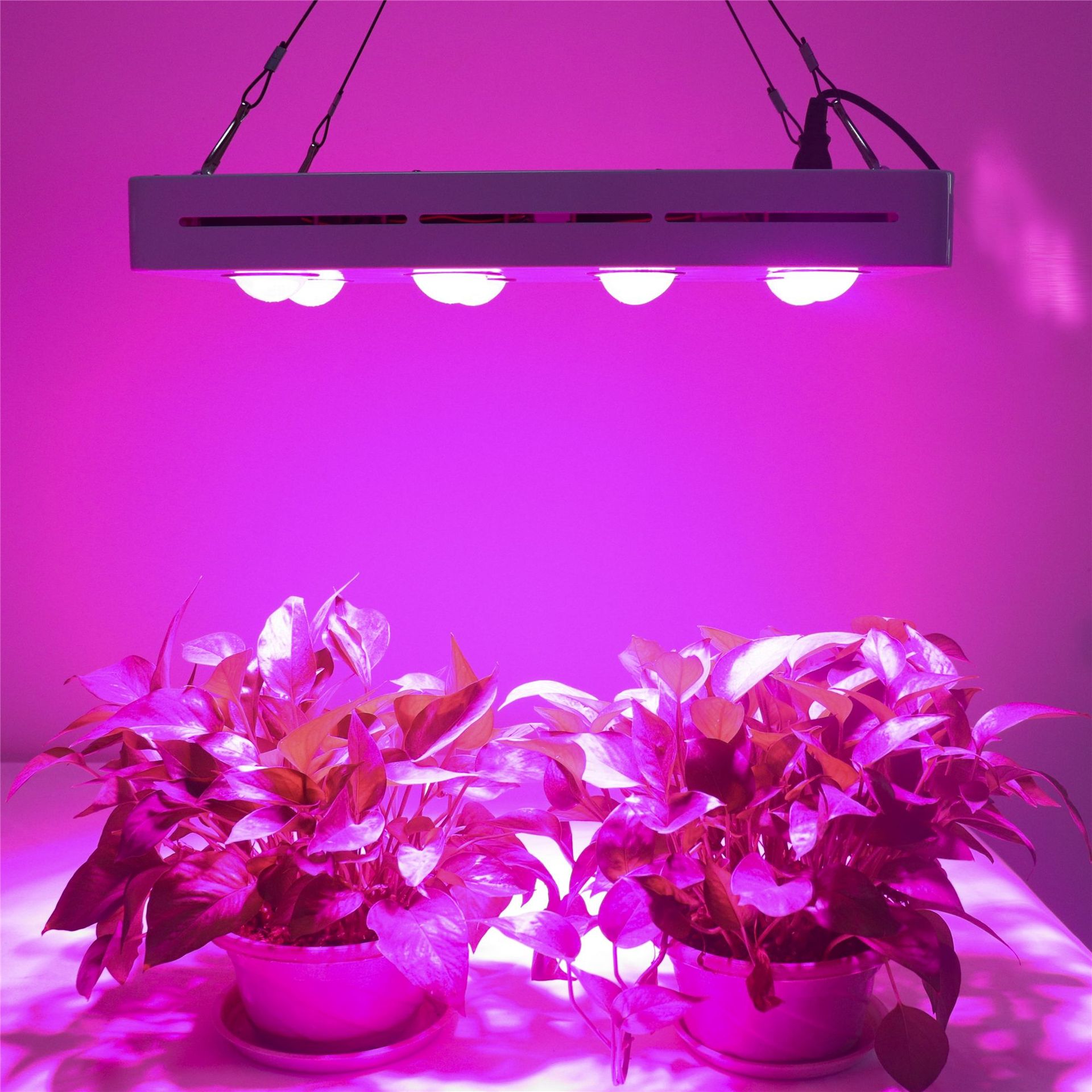 新款全光普植物灯 育苗多肉植物生长灯 800w大功率植物工厂补光灯 图
