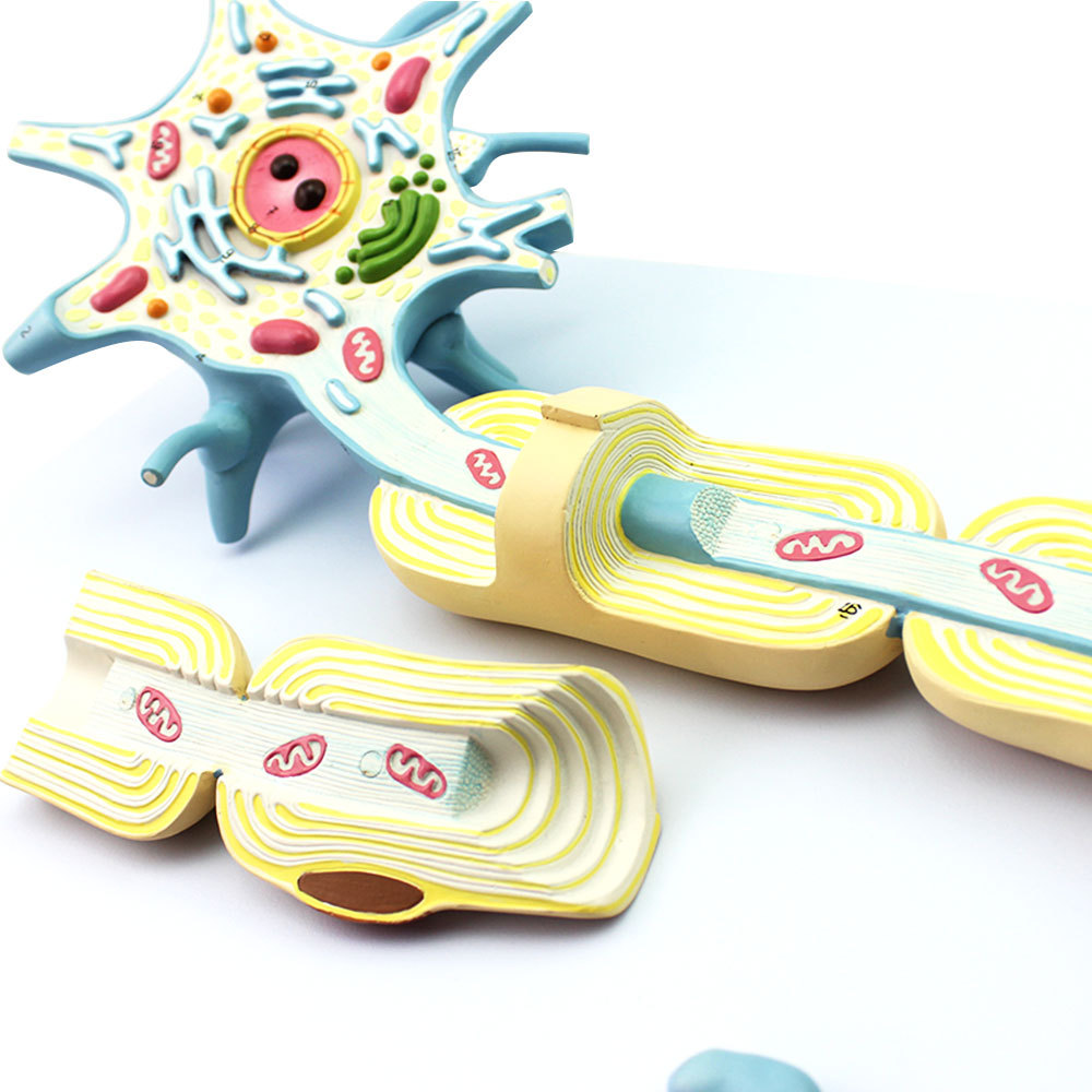 医学用放大版神经元放大模型神经纤维结构放大模型2部件医用