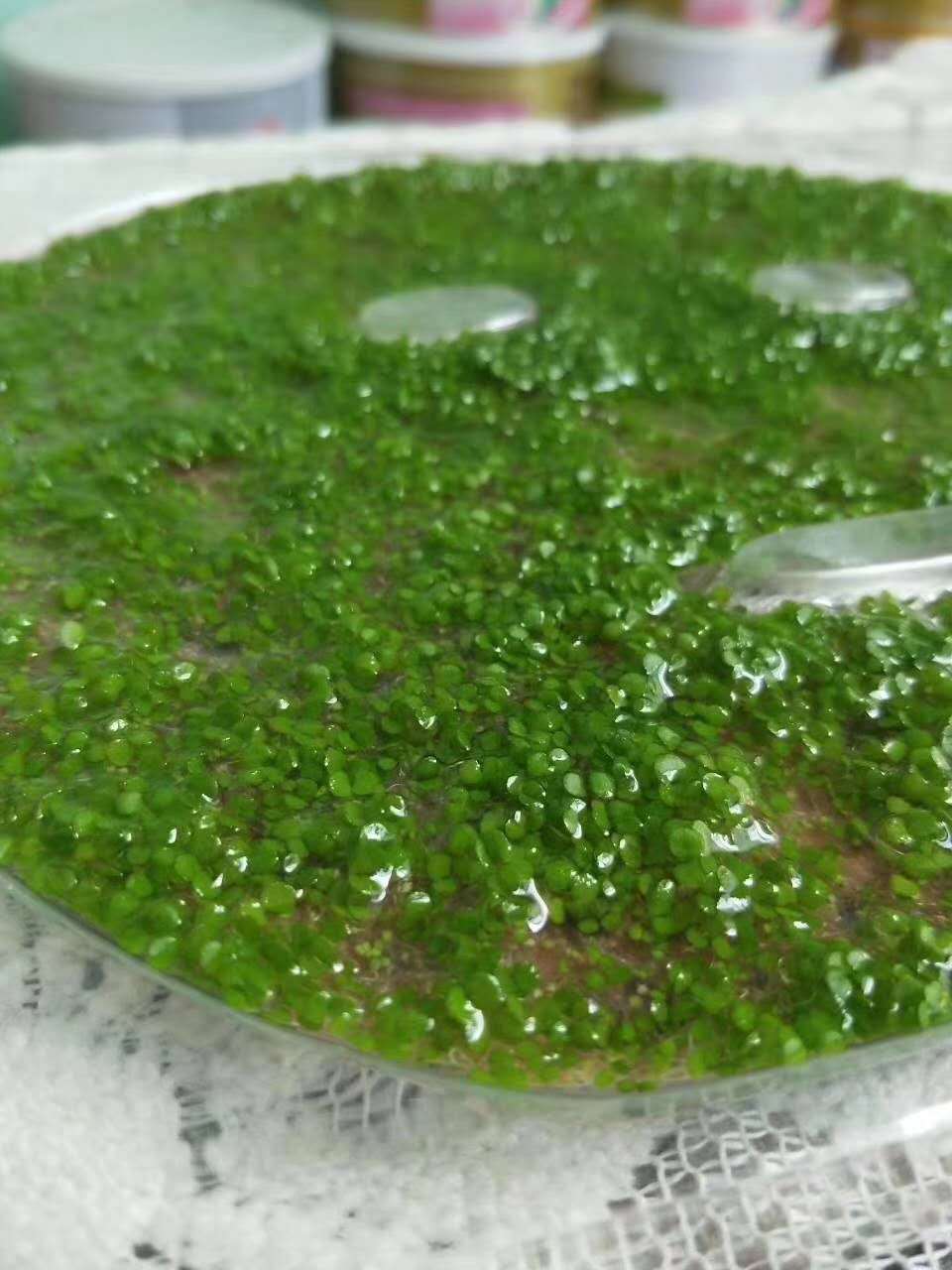 海藻面膜颗粒原料批发美容院细小颗粒小海藻面膜颗粒纯海藻粒1kg