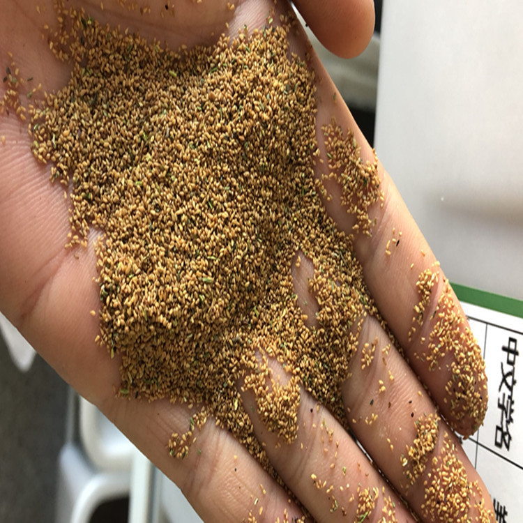 批发销售新采 美丽月见草种子 月苋草花草种子 夜兰香花卉种子