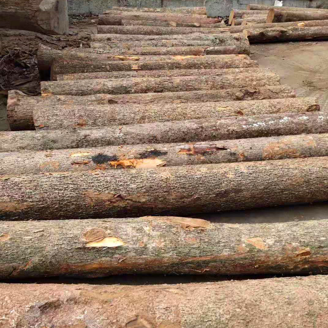 四川金丝楠原木 高档家具料 缅甸金丝楠 非洲楠木 那木