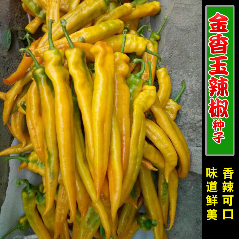 金香玉辣椒种子黄椒彩椒羊角椒种籽香辣可口春季四季蔬菜种孑