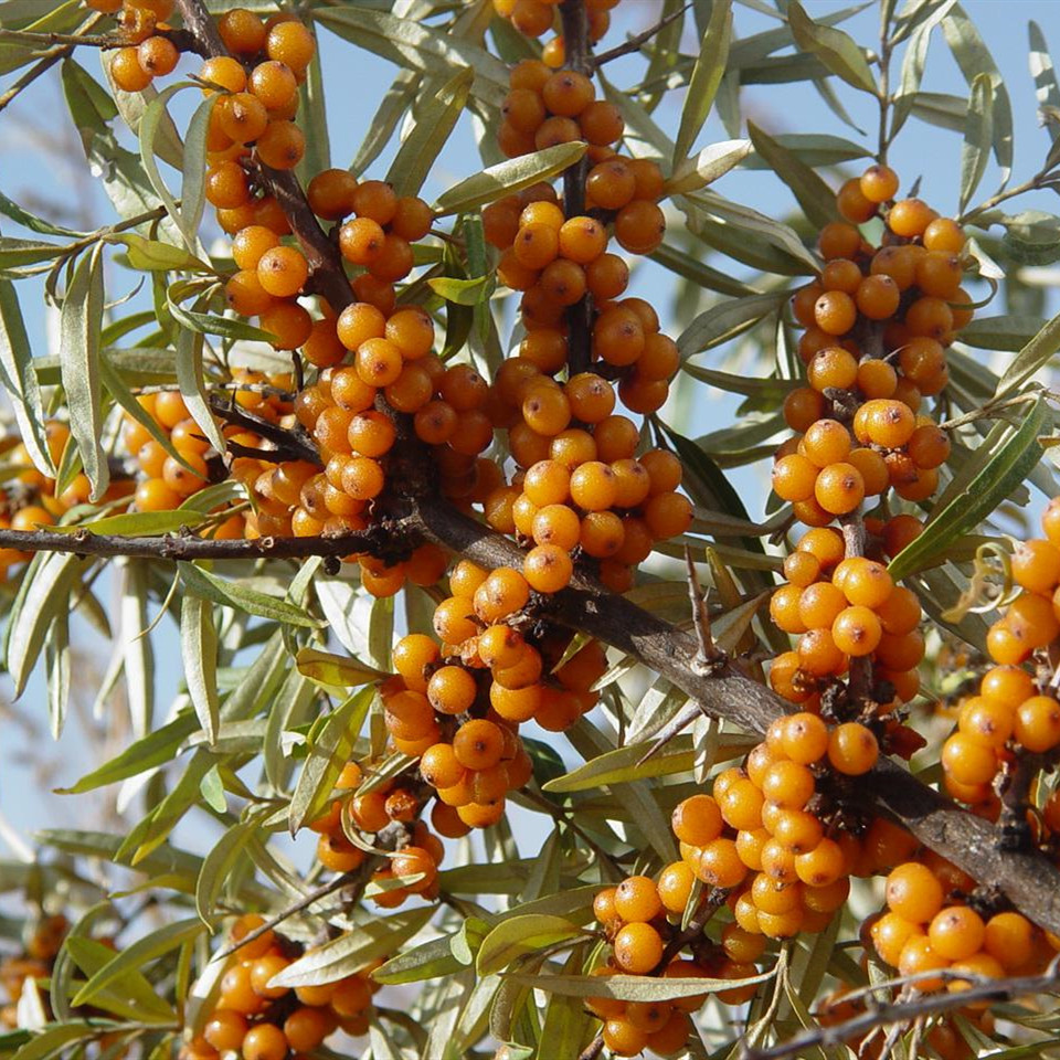 护坡耐盐碱花卉沙棘种子带刺植物种籽沙枣柳黄酸刺酸刺沙棘树种子