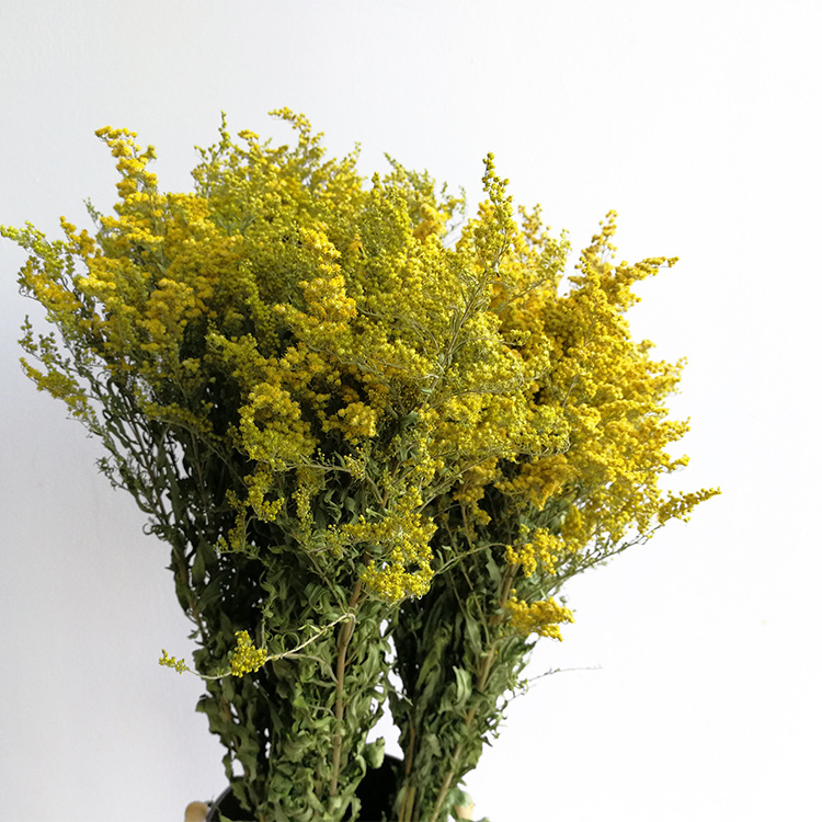 黄莺干花花束永生花花材云南野花自然风干干花批发鲜花 装饰道具