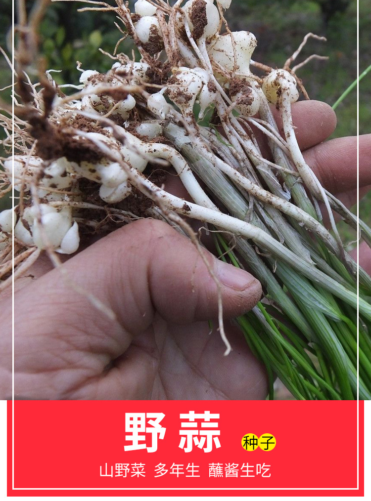 小根蒜种子野韭葱野葱野蒜籽种山蒜薤白大脑瓜孑阳台盆栽蔬菜种孑