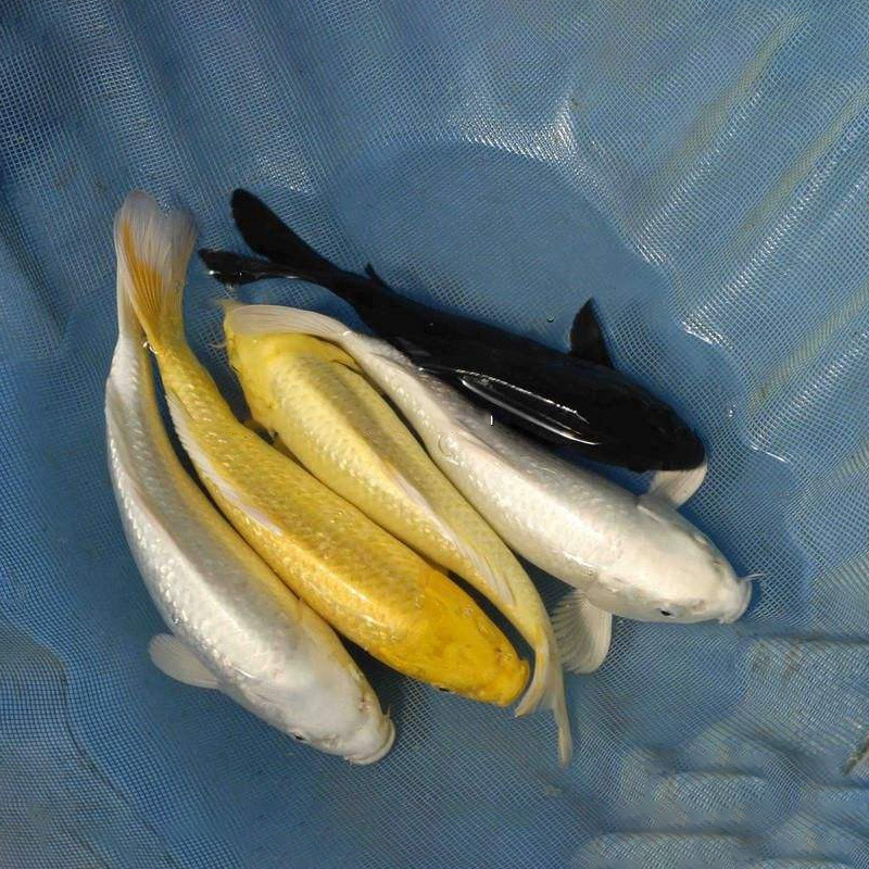 风水鱼 淡水观景鱼活体 日本纯种 黄金锦鲤 锦鲤鱼批发 吃奶鱼