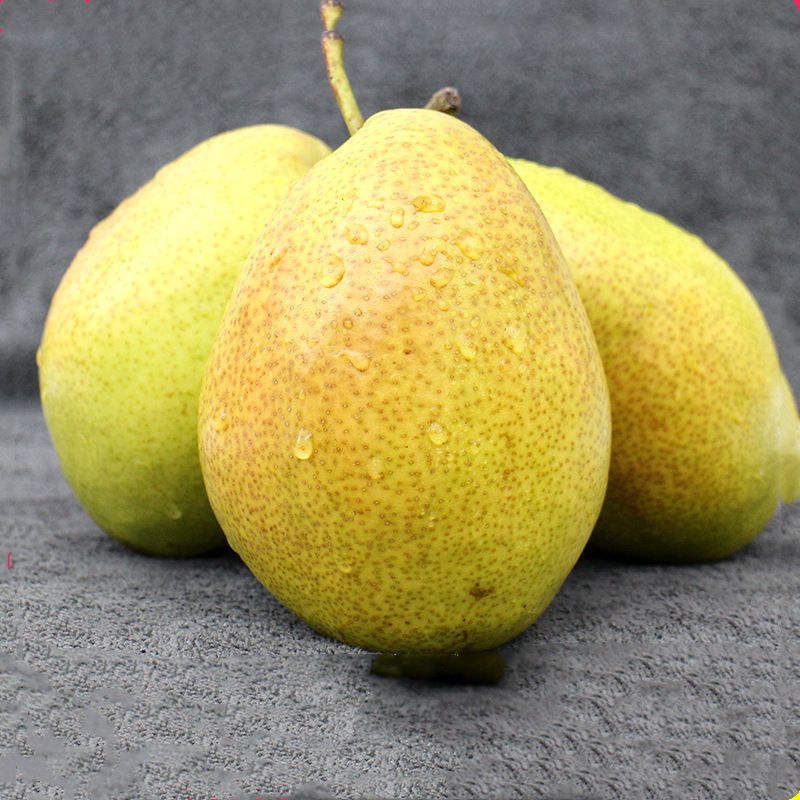 云之萌萌果云南新鲜水果珍珠梨雪花梨 新鲜水果香梨-阿里巴巴