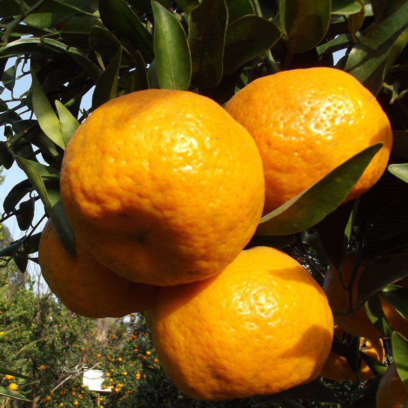四川高山甜橘 水分充足,甜度高,口感好,老品种,上新试吃价 七