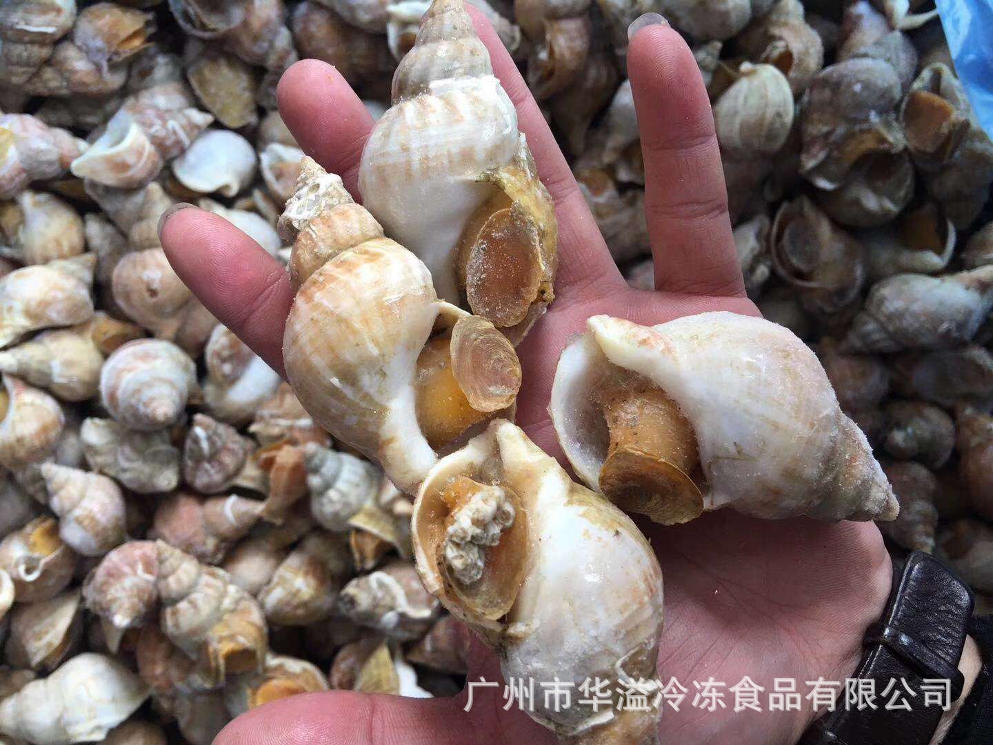 冷冻白螺 白娥螺 黄螺 大海螺 熟冻白螺 刺身螺 翡翠螺