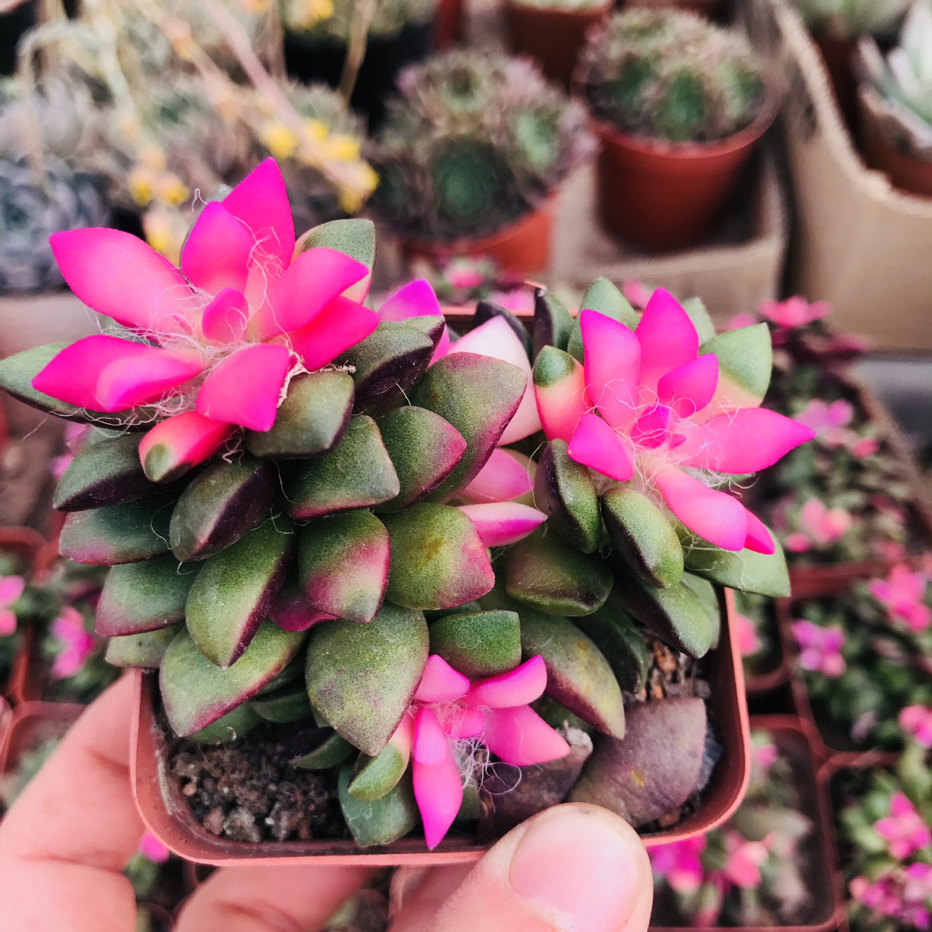 基地销售群生多肉植物 吹雪之松锦多头办公室萌肉小盆栽吹雪多肉