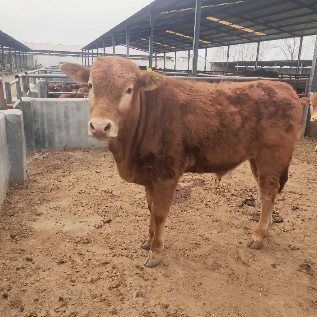 西门塔尔牛养牛场 改良肉牛多少钱 牛苗品种齐全 山东养牛场