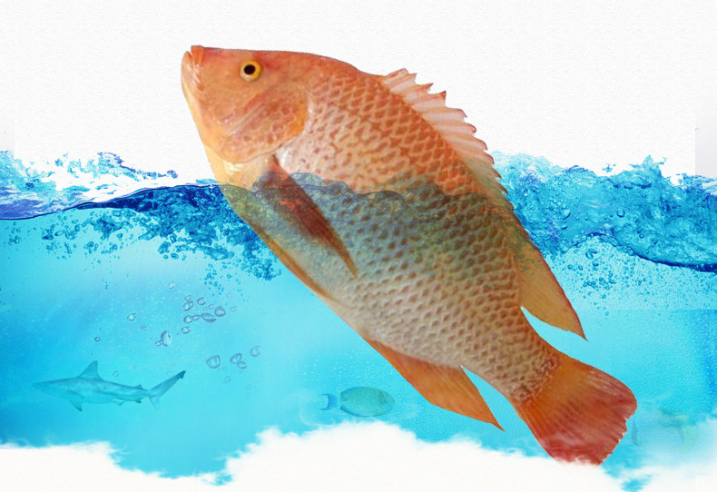 大量批发彩虹鲷鱼苗红罗非鱼彩虹鲷幼苗批发欢迎咨询订购