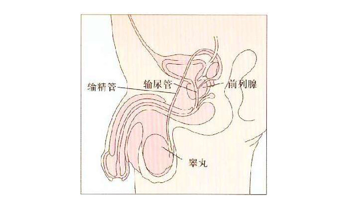 男人调理身体_男人调理身体的药方_调理身体男人吃什么好