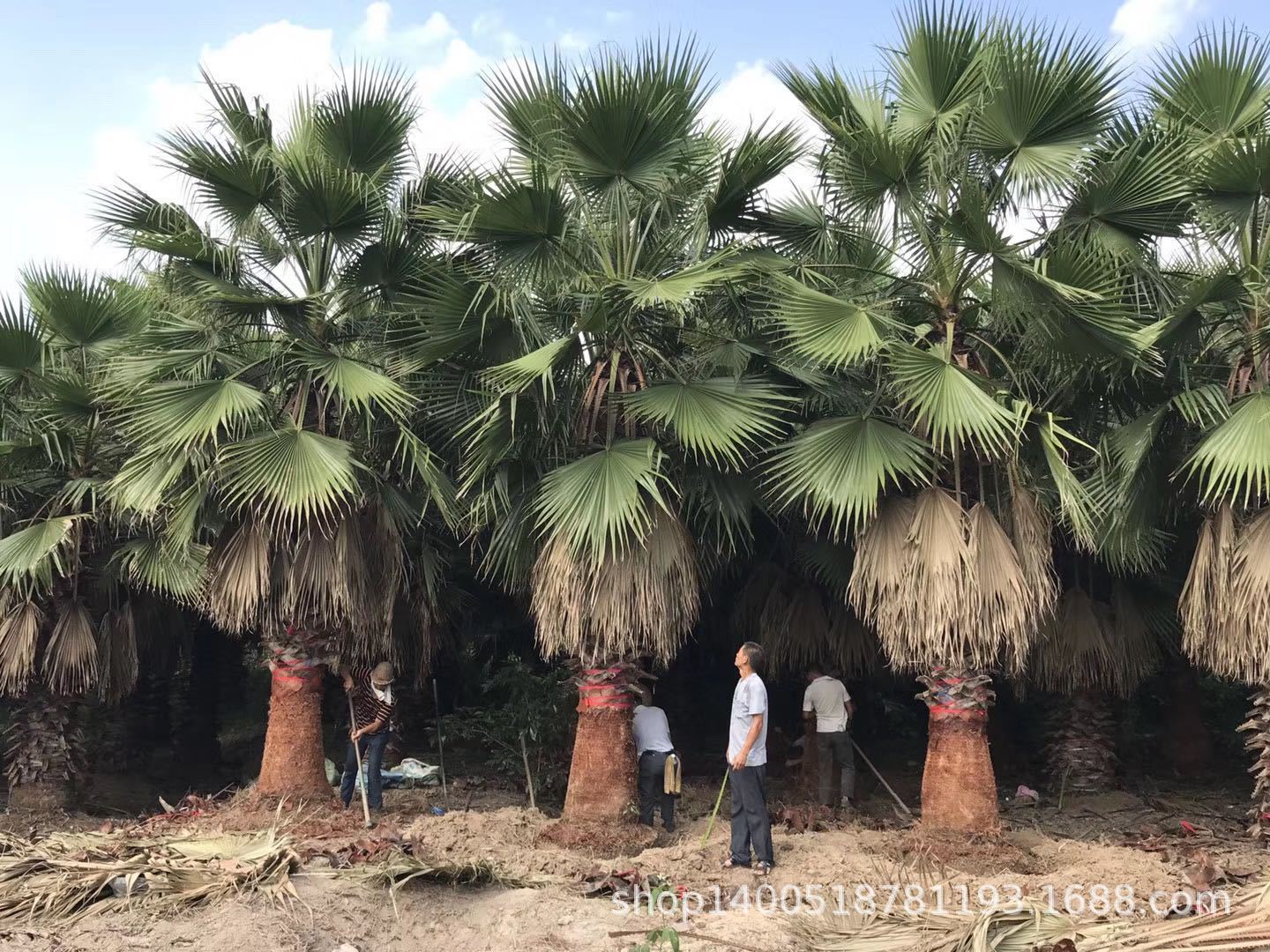 江西老人葵华棕500亩基地八折优惠 专业人员技术指导提高成活率