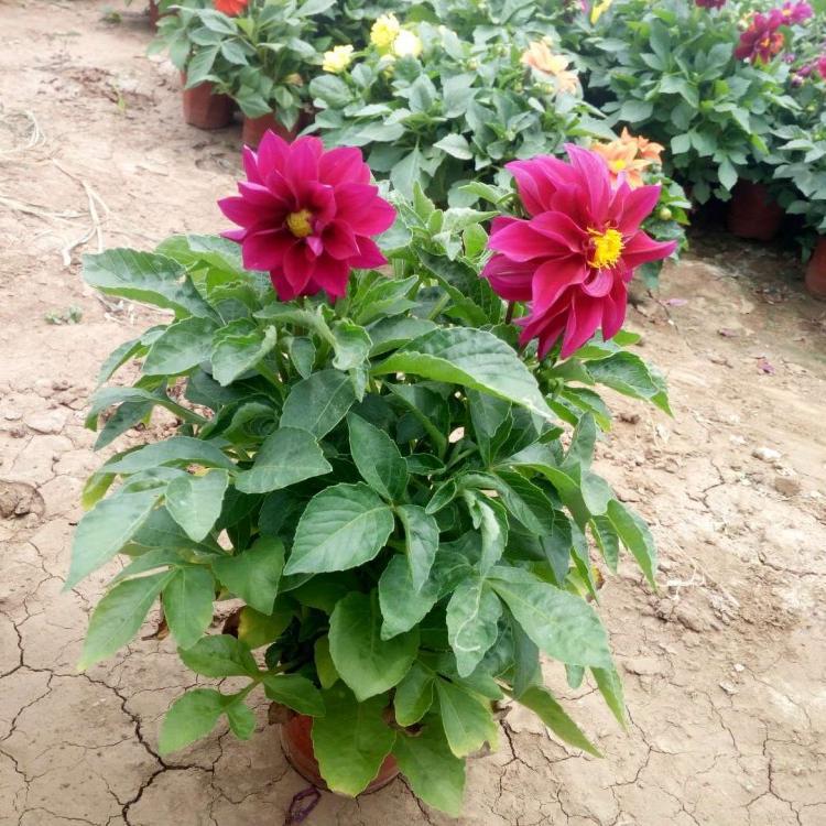 多年生球茎草本植物小丽花 适合花坛栽培 花型丰富 沈阳小丽花苗