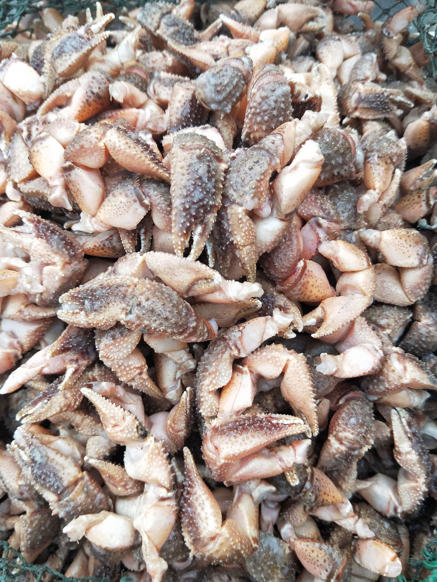 批发供应冷冻海怪腿食用蟹钳酱爆红烧自助餐火锅食材