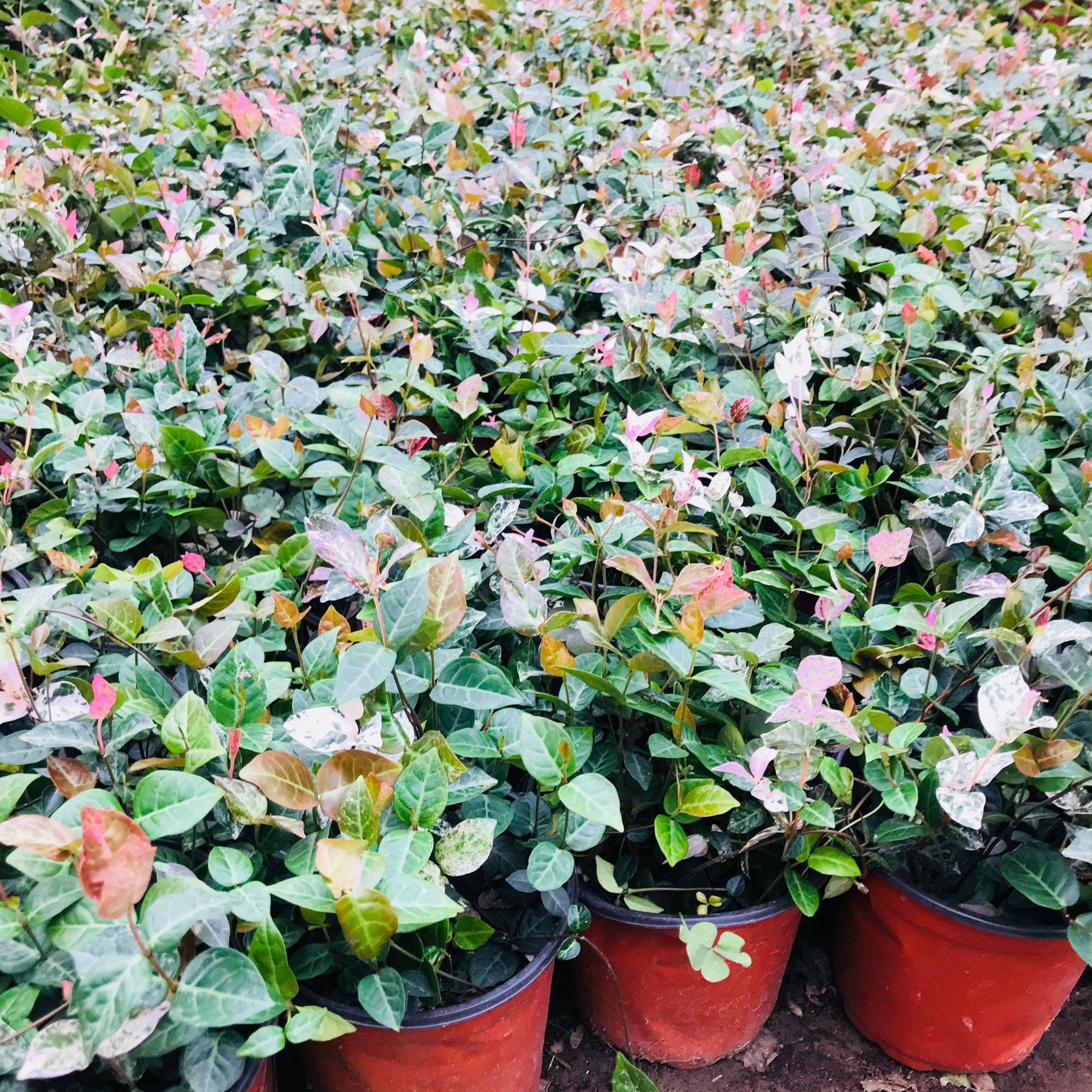 批发花叶络石盆栽彩叶落石吊兰植物 四季阳台庭院盆栽花叶络石销