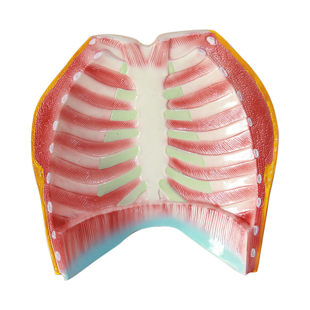 人体乳房解剖模型