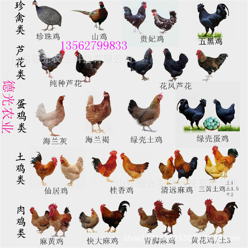 供应清远麻鸡苗, 土鸡苗价格, 土鸡公母苗,活体幼鸡苗