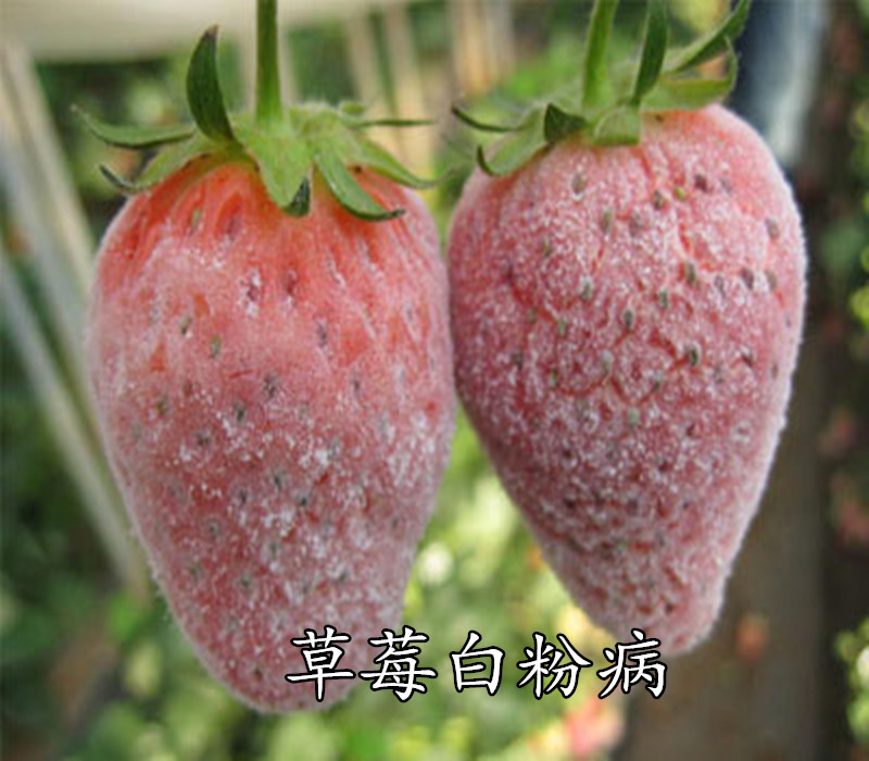 德国拜耳露娜森黄瓜靶斑病香蕉斑点病花卉白粉病农药杀菌剂100ml