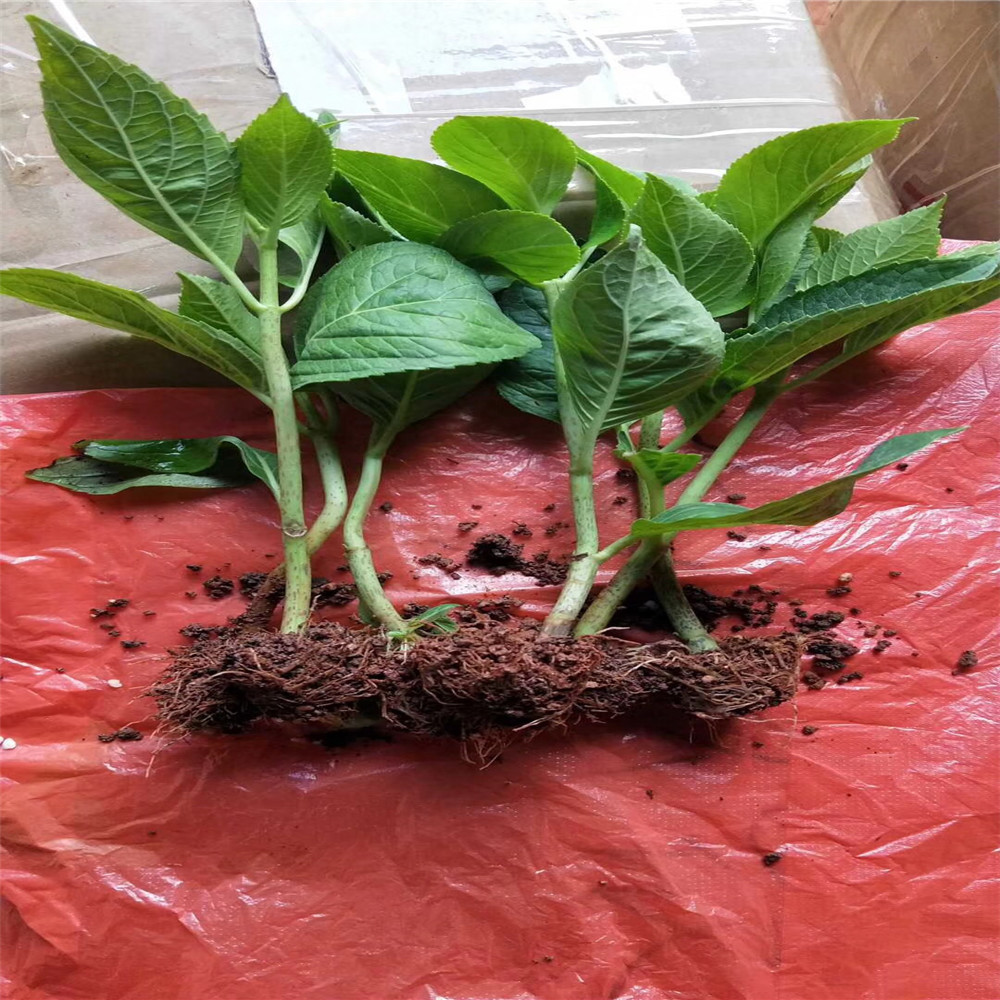 云南基地批发绣球小苗 月季花苗室内盆栽 鲜切花八仙花园林绿化