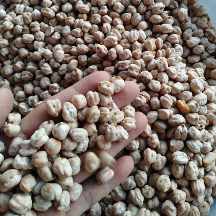 中草堂 一斤装 大鹰嘴豆 天麻子 鹰嘴子 天麻籽 天麻豆 免费打粉