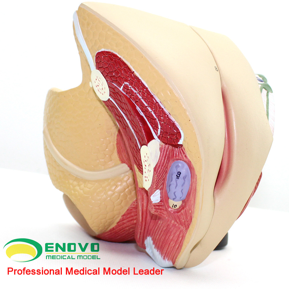 enovo颐诺医学人体女性生殖系统模型子宫模型妇产科解剖计划生育