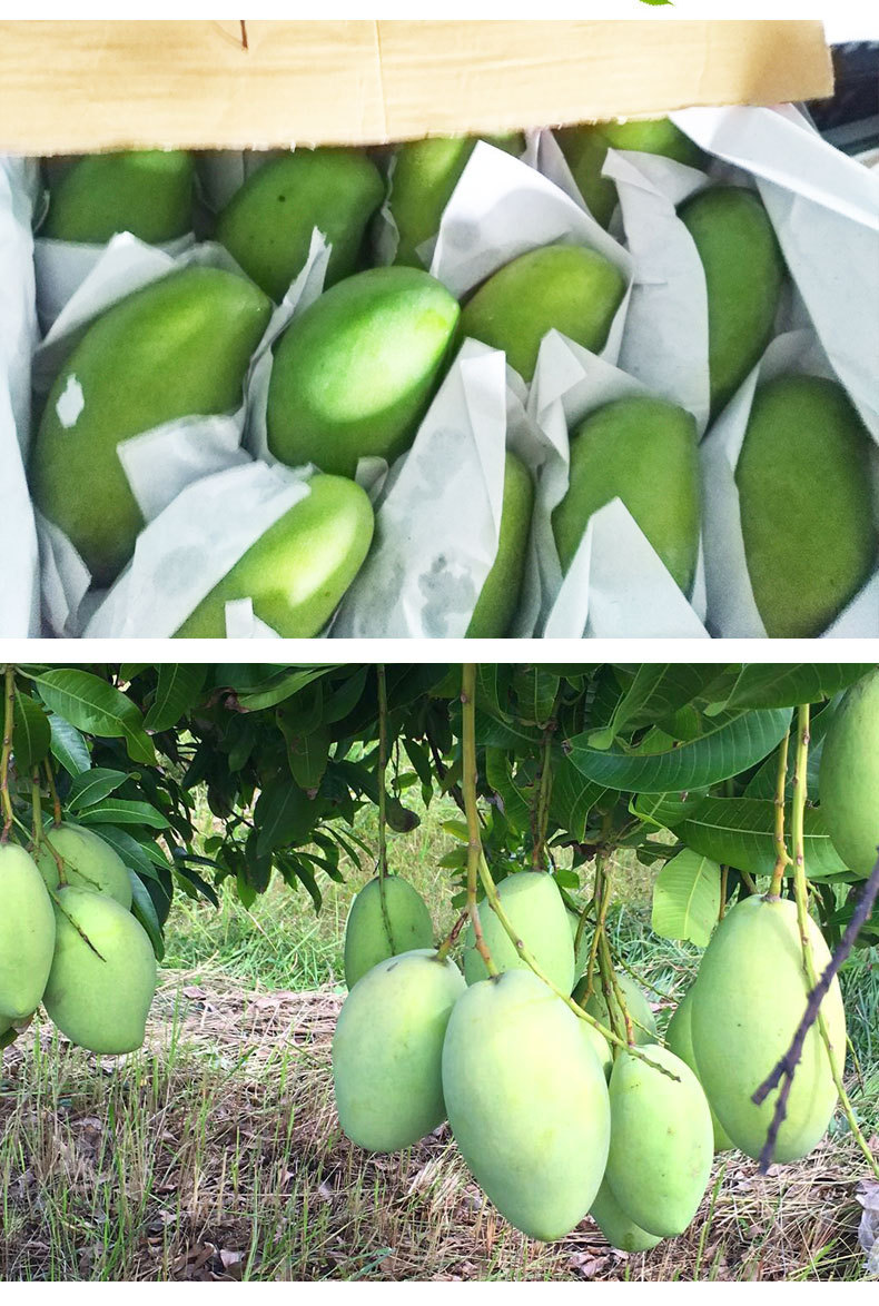越南进口玉芒 青皮芒果新鲜时令水果香甜心大青香甜包邮一件代发