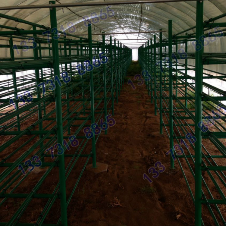 大棚种植蘑菇架 漠菇双走廊香菇架 香菇立体层架 香菇菌棒架