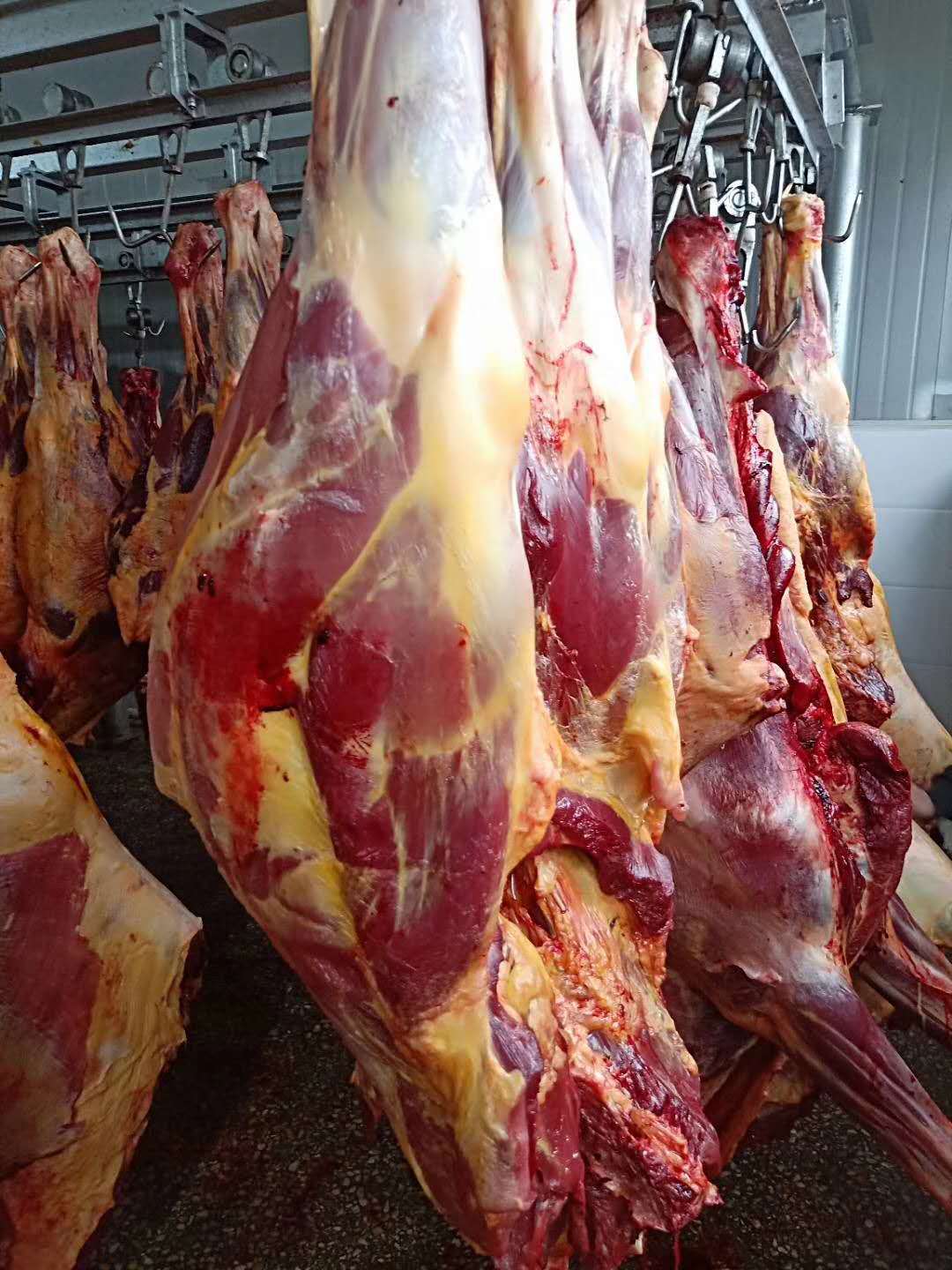 蒙古草原新鲜宰杀马肉 不注水养殖厂纯干圈养冷藏马肉 热卖爆款