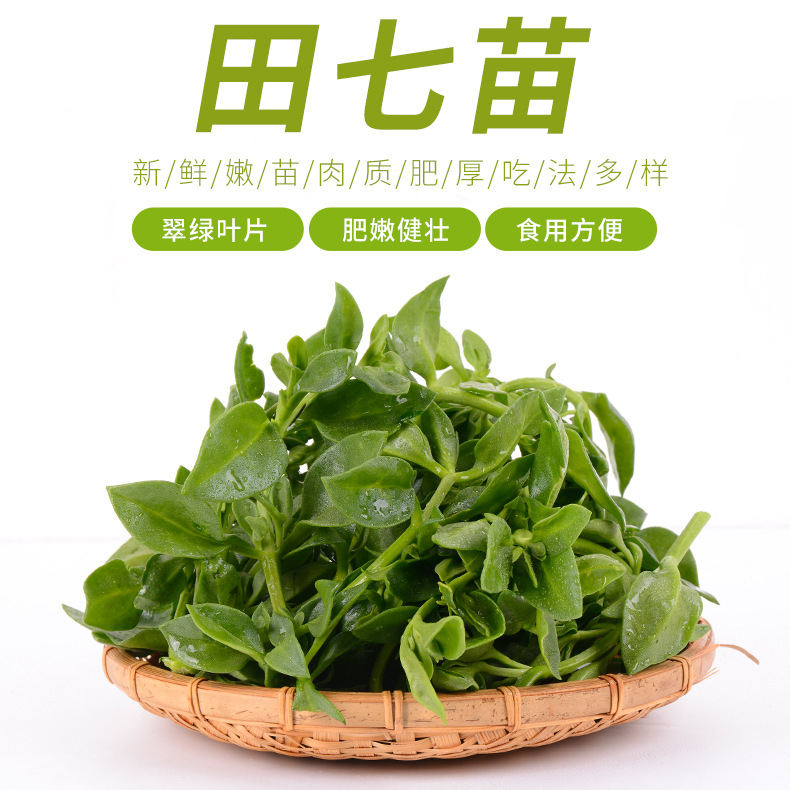 新鲜蔬菜田七苗田七叶子食用蔬菜田七野菜素食餐厅酒店特色食材