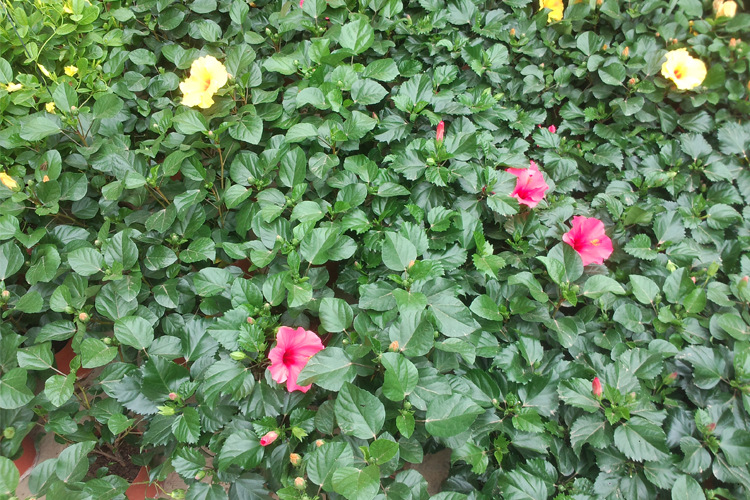 重瓣扶桑花苗庭院盆栽扶桑苗 大花重瓣朱槿牡丹芙蓉花3年大苗扶桑