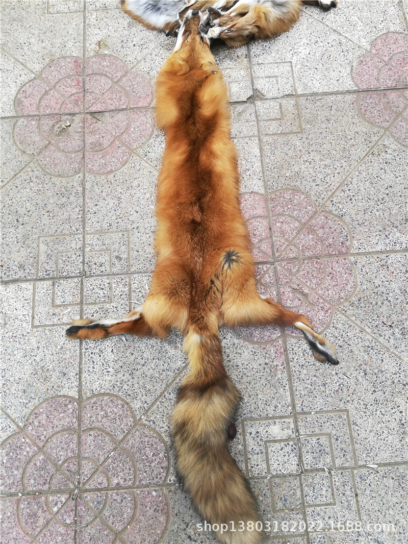 整张狐狸皮 进口狐狸皮 美国蓝狐 红狐 灰狐 白狐 玄狐 银狐