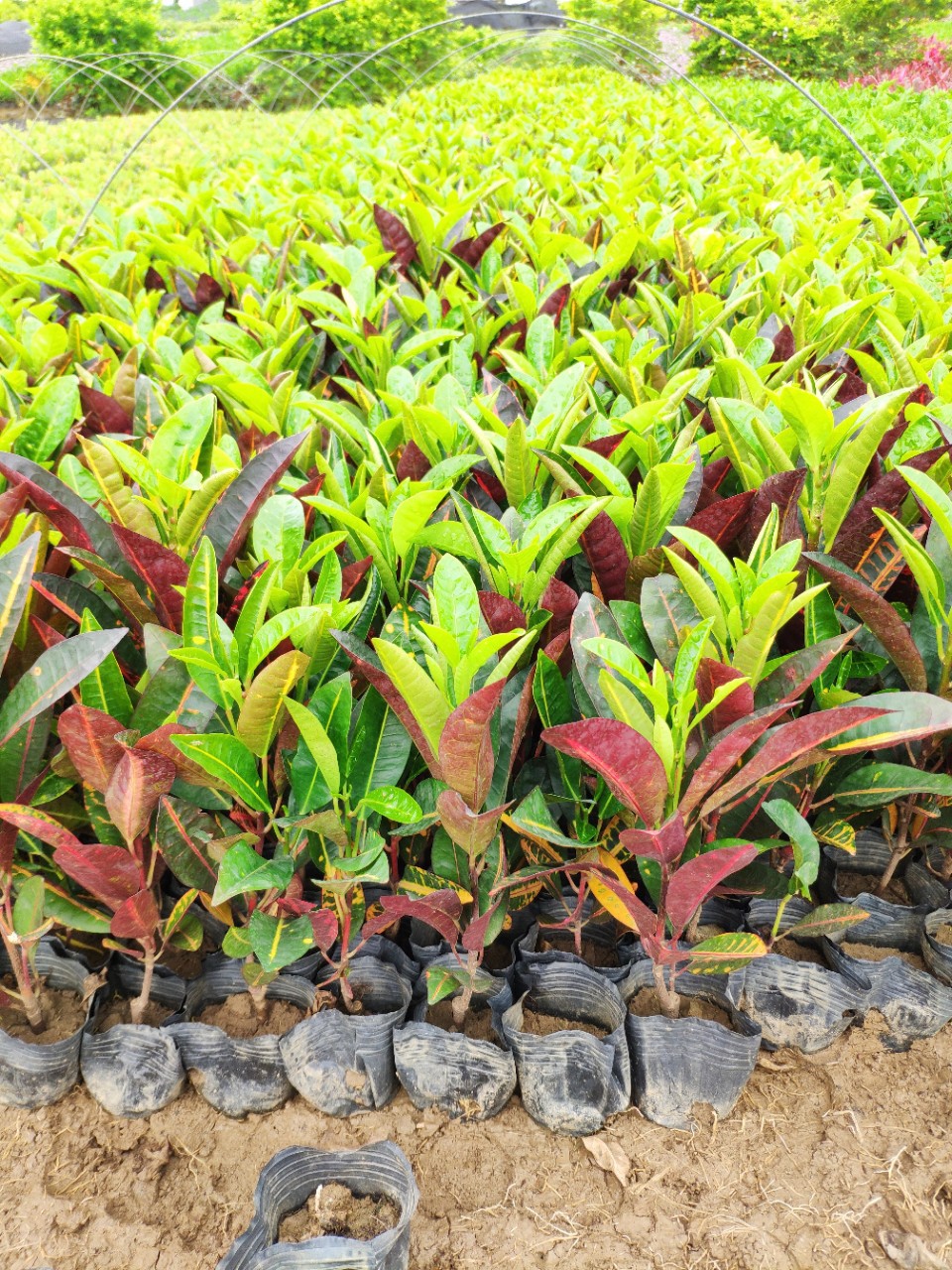 903供应变叶木1525cm高袋苗海南洒金五斤袋