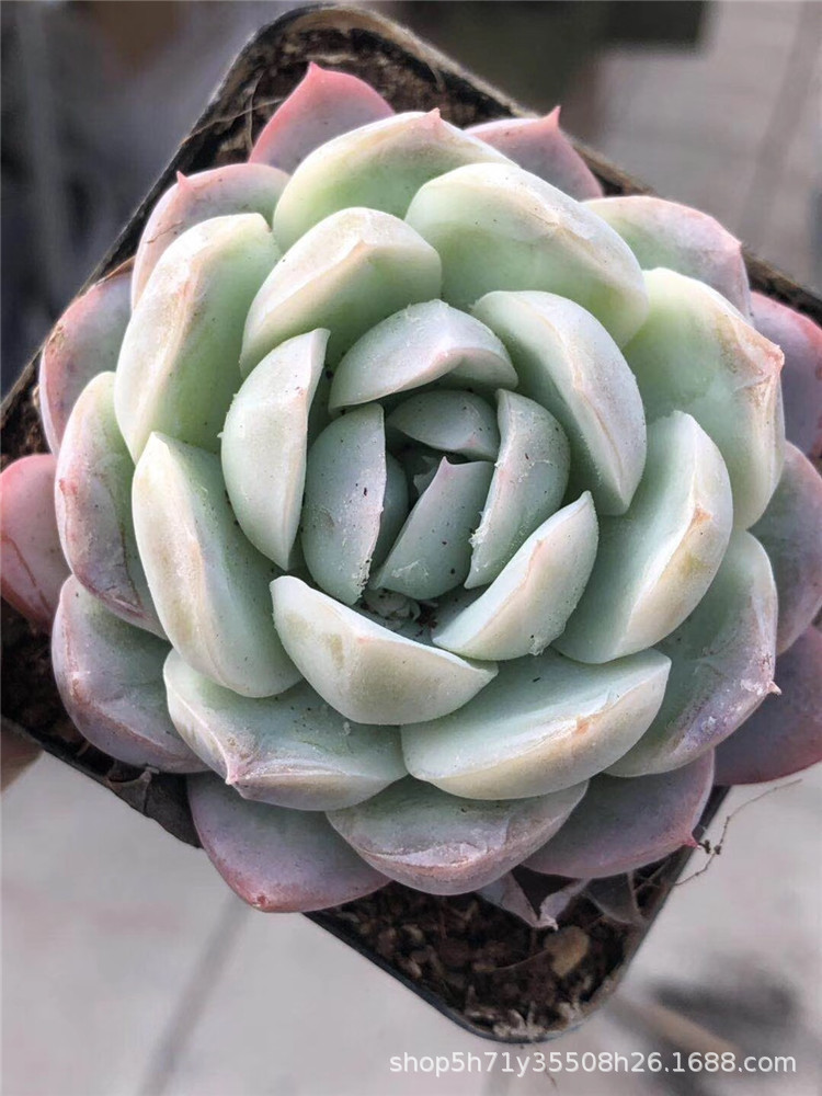 859大棚特价批发多肉盆栽品种 翡翠鬼魅单头盆6.3cm多肉植物限量