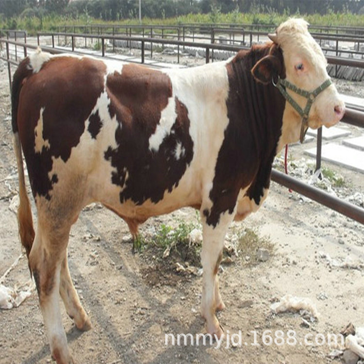 小黄牛出售价格 西门塔尔牛肉牛出售价格 小牛批发出售行情-阿里巴巴