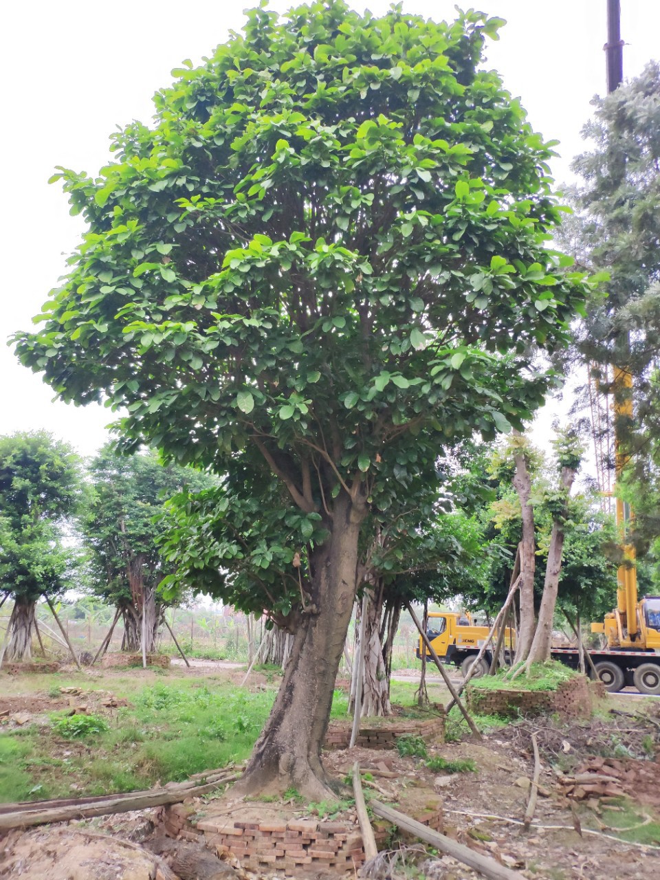903供应真萍婆60cm大树假植苗凤眼果大乔木