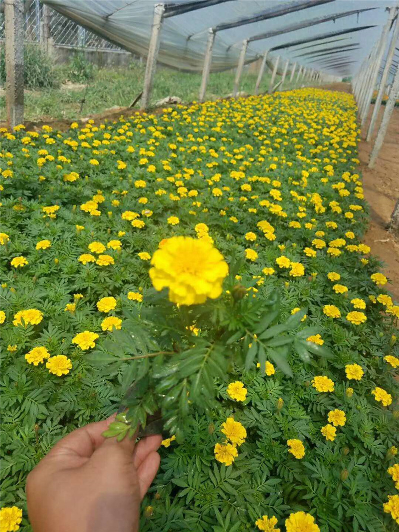 时令草花宿根一年生盆栽现货供应青州宿根花卉绿植花海孔雀草