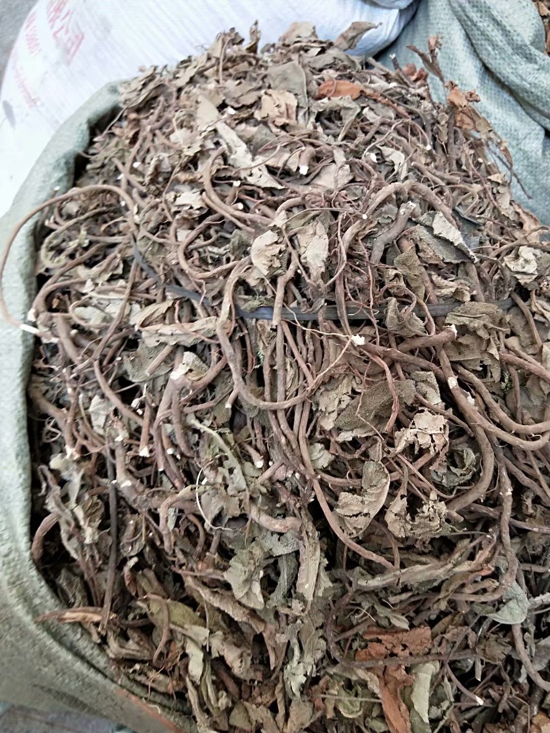 中药材红地毡 老虎舌 老虎脷 毛凉伞