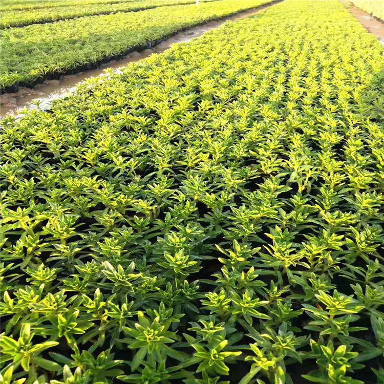 三七景天小杯苗 多芽红景天 带土发货 现挖现卖 三七地栽袋苗