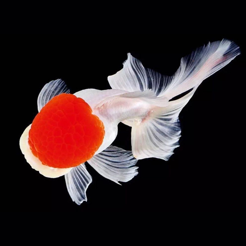 观赏鱼 鹤顶红体宽洁白活体冷水鱼 批发上海活体宠物淡水金鱼鱼苗