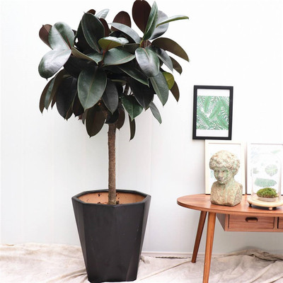 办公室客厅大型盆栽 橡皮树盆栽 黑金刚大盆栽新房除甲醛净化空气