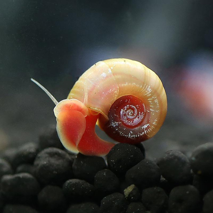 小额批发水族观赏螺宠物螺清苔除藻苹果螺活体淡水清洁鱼缸工具螺