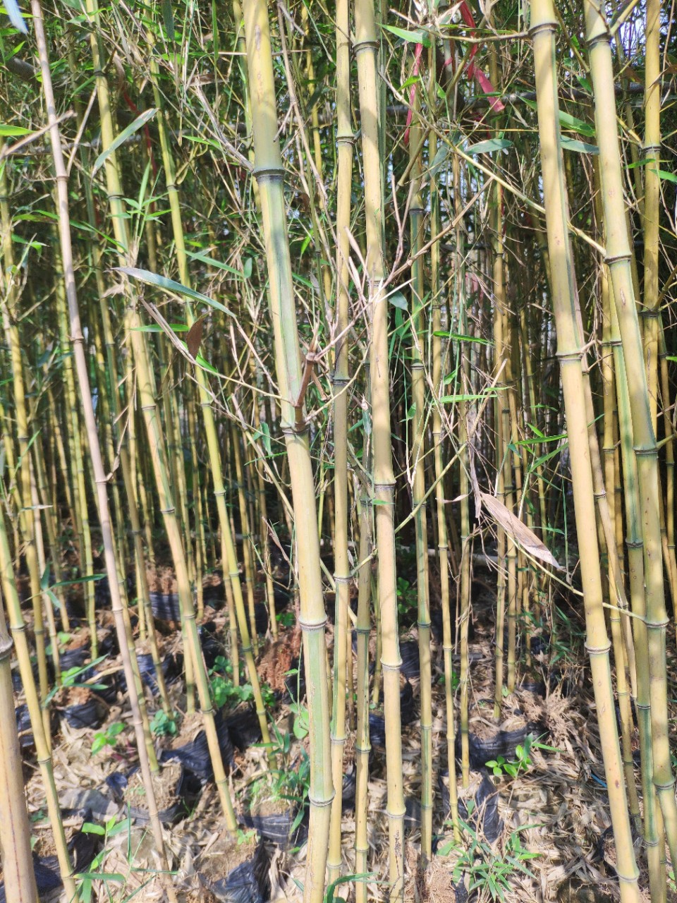 904基地直销金镶玉竹254米高假植袋苗