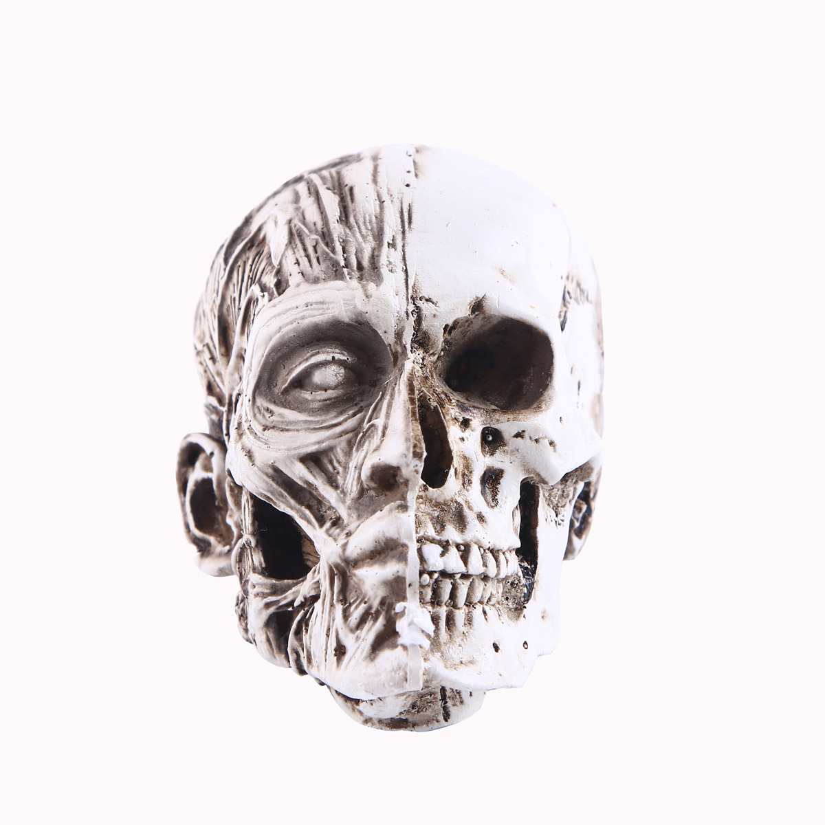 美术素描树脂骷髅头高精度头骨树脂模型医用人体肌肉骨骼居家摆件