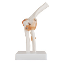 康谊牌KAY-X112自然大肘关节模型带韧带  肘关节模型