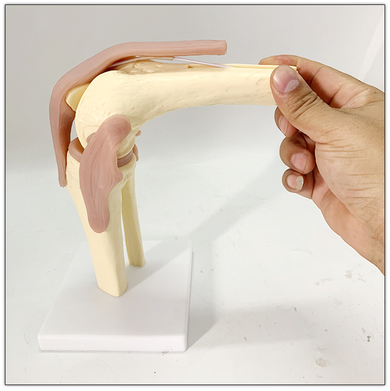人体膝关节功能模型 骨骼骨架模型 教学模型 关人体节模型可弯曲