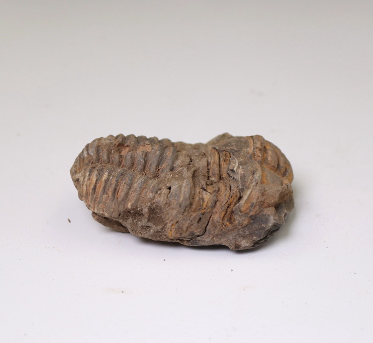 立体三叶虫化石隐头虫原石标本摩洛哥三叶虫掘头虫古生物化石